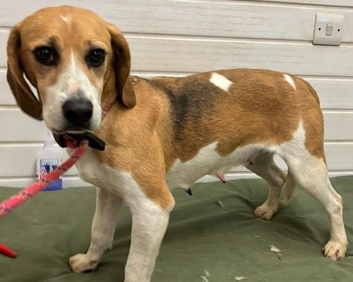 South Wales Argus: Brecon - three years old, female, Beagle. Brecon is a very friendly girl who is so gentle and would love to find a family to call her own. She has never experienced much of the world before and so will need another kind dog in her new home to help her